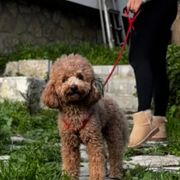 kgt1 Köpek Gövde Tasma ve Kayış Takımı