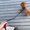 Köpek Gövde Tasma ve Kayış Takımı