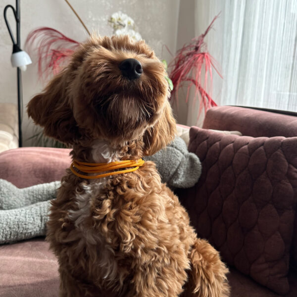 Hardal Köpek Boyun Kolye Tasma