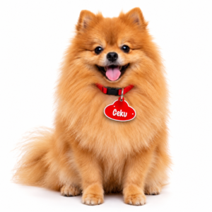 Köpek ve Kedi İsimliği