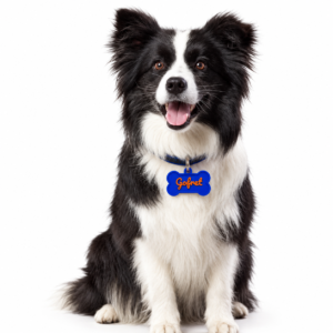 BC4869E0-41D7-4BDE-A497-0747EDDA817F Köpek ve Kedi İsimliği